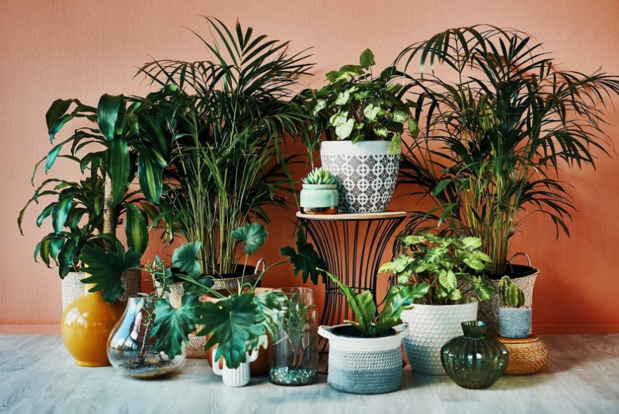 HERE IS HOW TO TAKE CARE OF YOUR INDOOR GARDEN